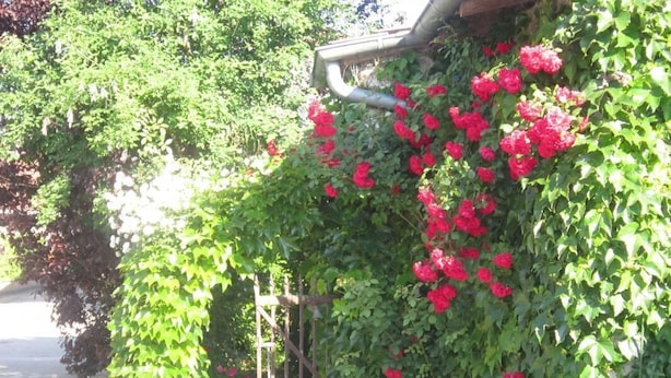 Un jardin avec des fleurs rouges et un feuillage vert.