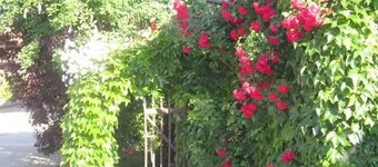 Soleil Levant - Chazey-sur-ain