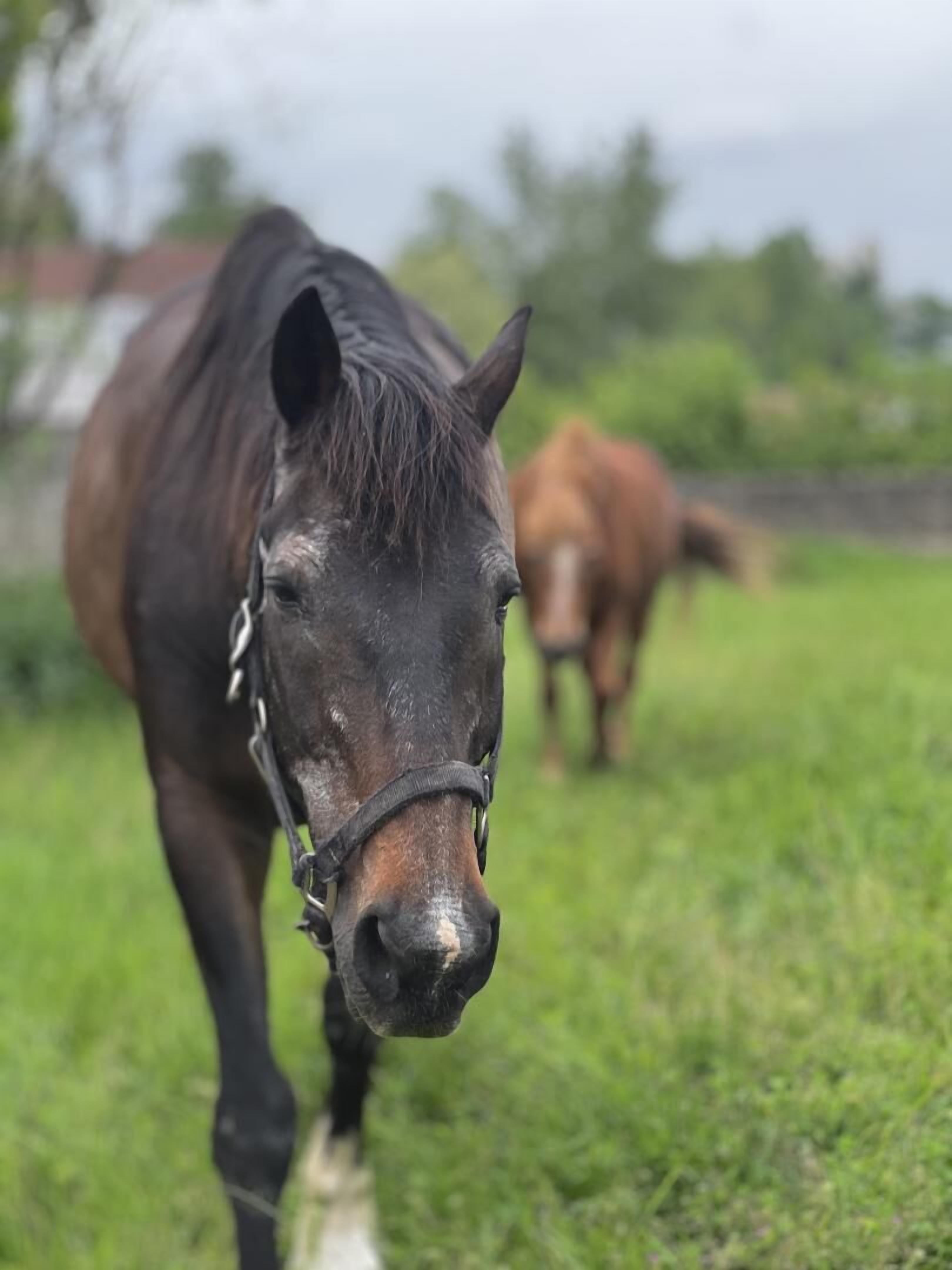 Een paard in een grasveld, met een ander paard op de achtergrond.