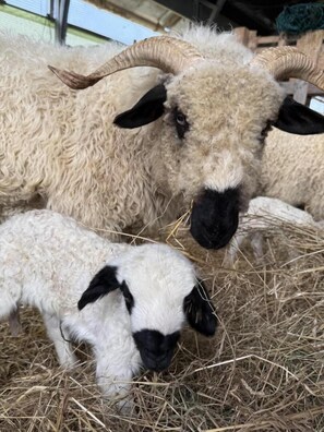 A ram with a lamb in a barn with hay on the ground.