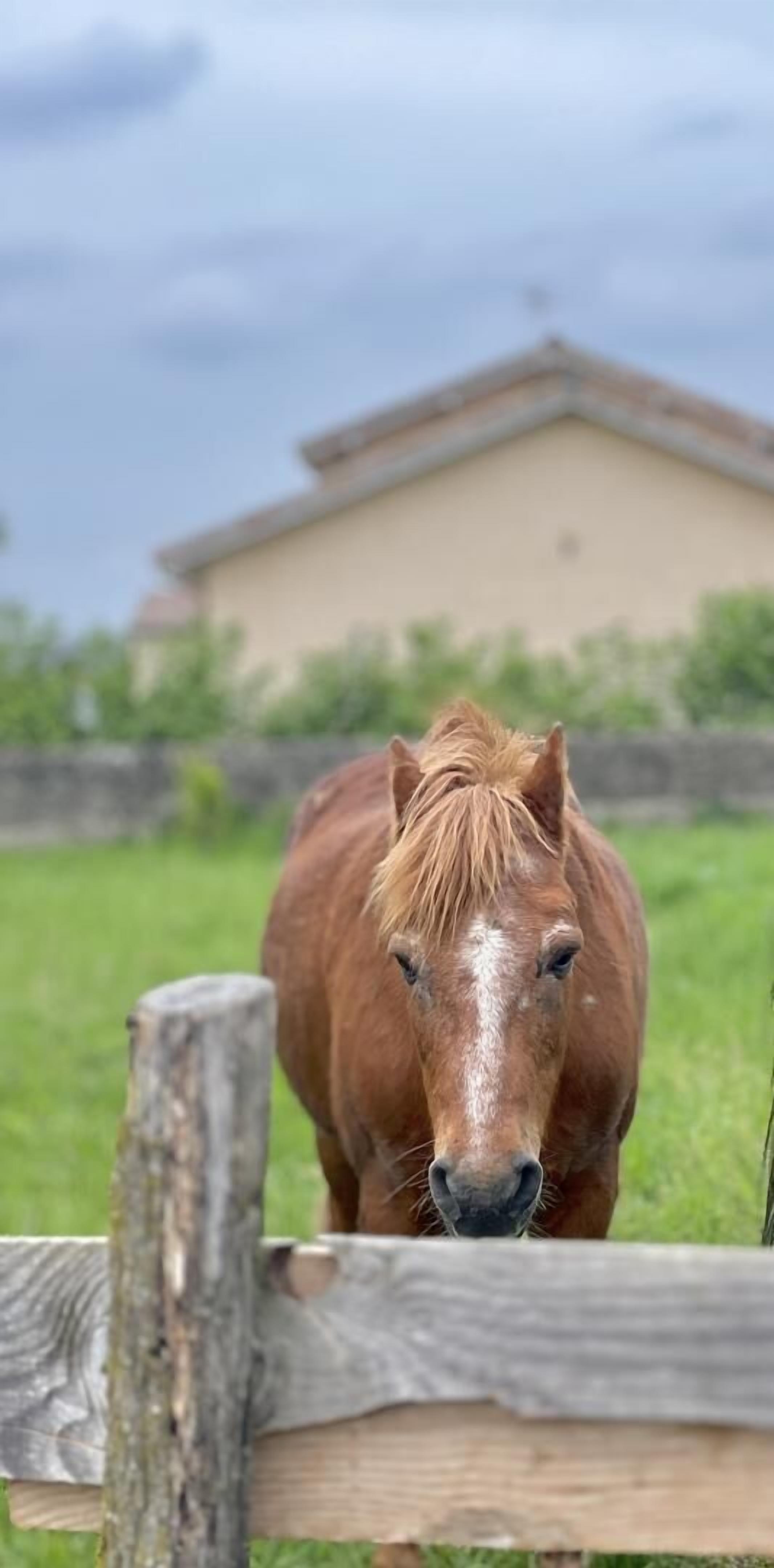 Un caballo parado detrás de una cerca de madera en un campo cubierto de hierba, con un edificio al fondo.