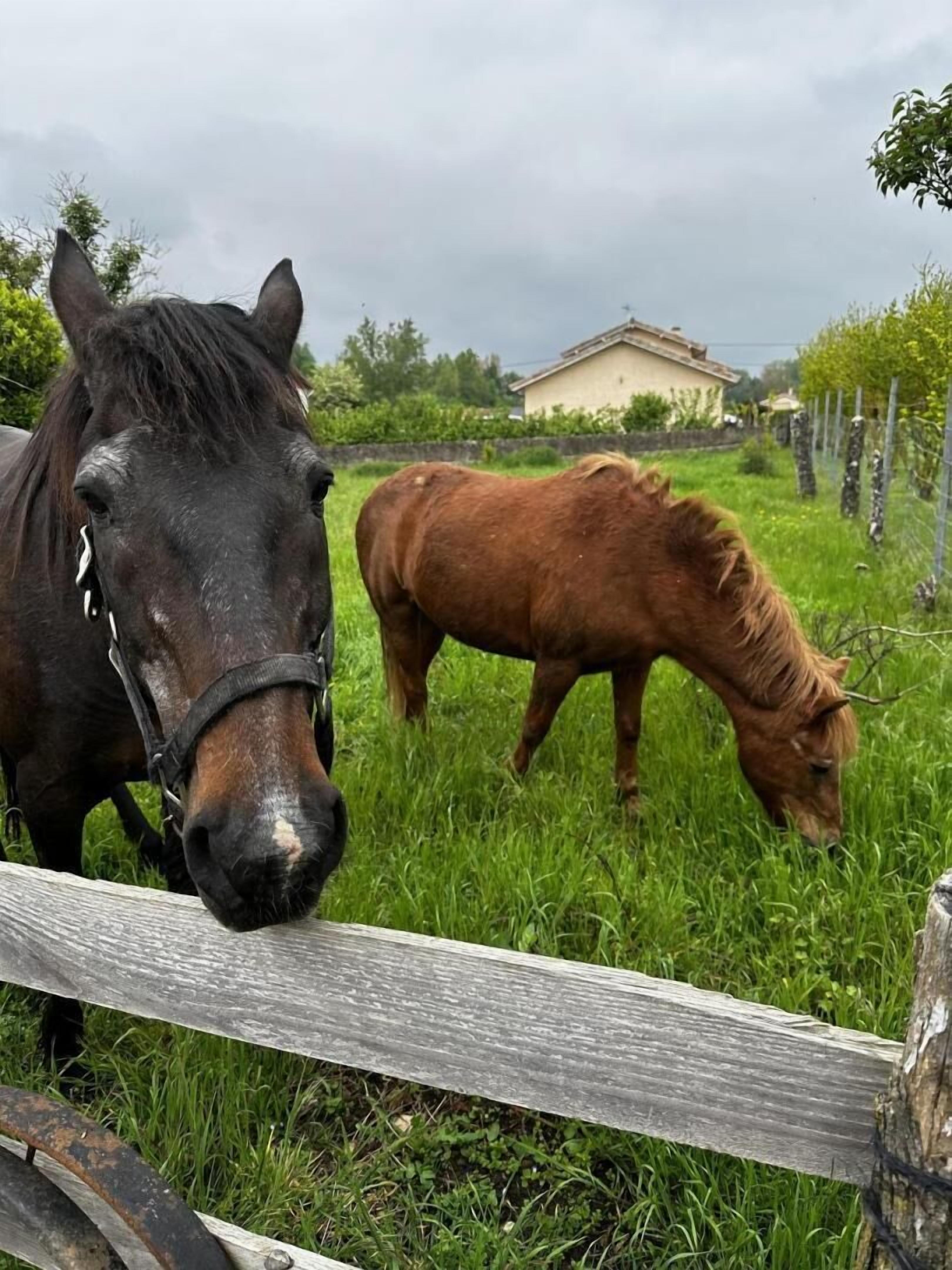 Two horses grazing in a grassy field with a wooden fence in the foreground.