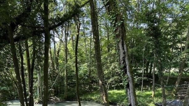 A forested area with a wooden bridge over a stream. - Les Epées - Conzieu - Gîte (CONZIEU)