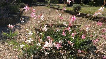 Een tuin met roze en witte bloemen, een grindpad en begroeiing.