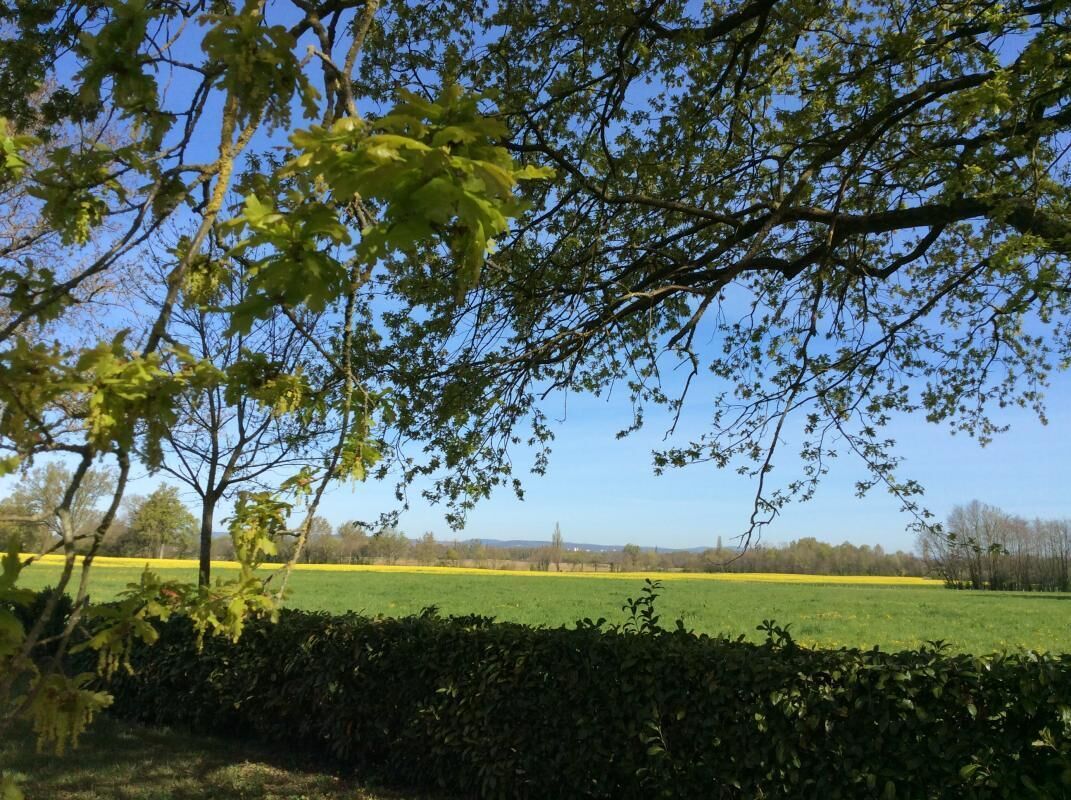 Ländliche Landschaft mit einem Feld gelber Blumen, einem Hecke im Vordergrund und blauem, wolkenlosem Himmel.