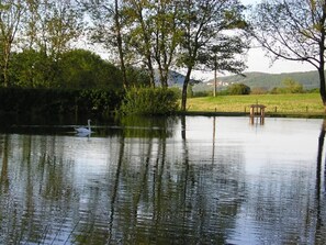A calm lake with a swan, surrounded by trees and a bench.