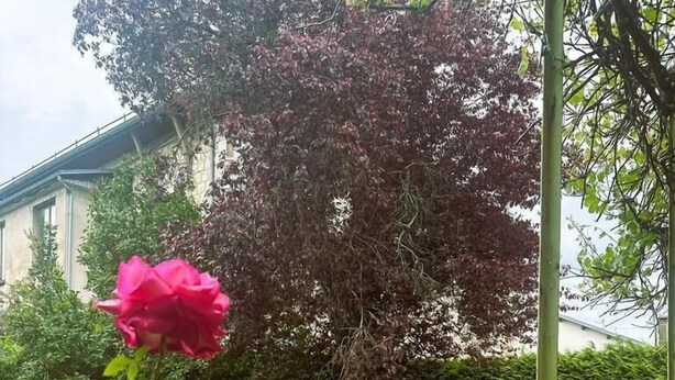 A garden with a pink rose, a white rose, and a tree with red leaves. - Futin - Outriaz - Gîte (OUTRIAZ)