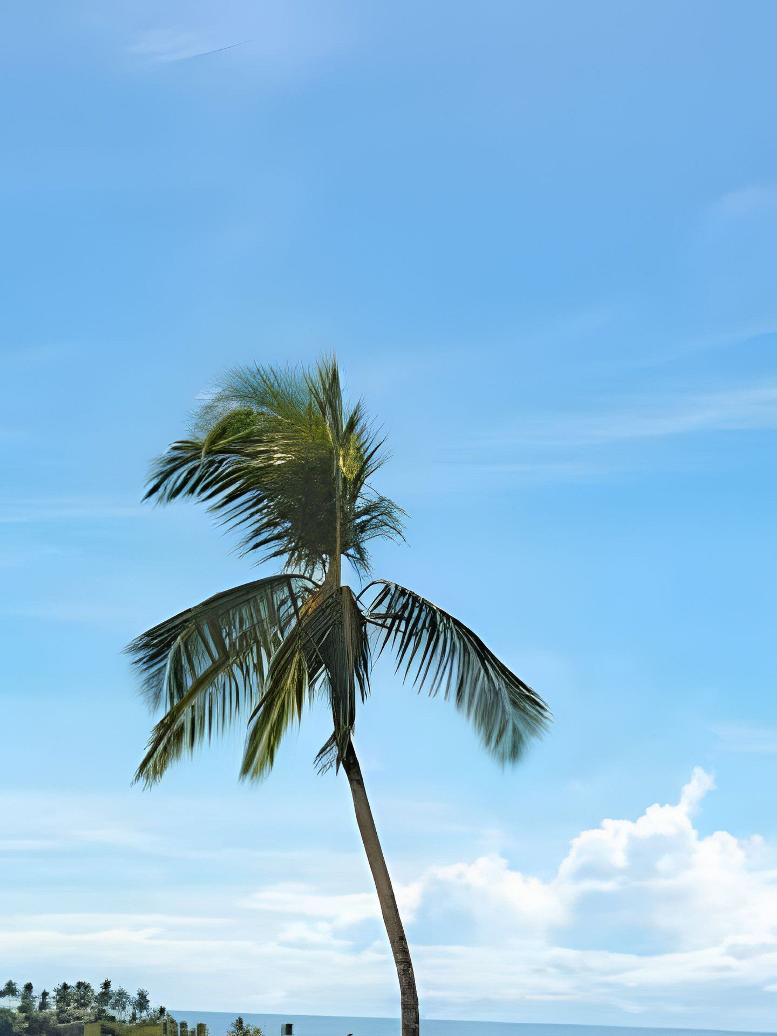 A single palm tree against a clear blue sky.