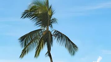 A single palm tree against a clear blue sky.