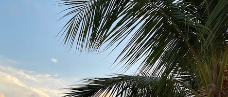 Sun loungers, beach towels