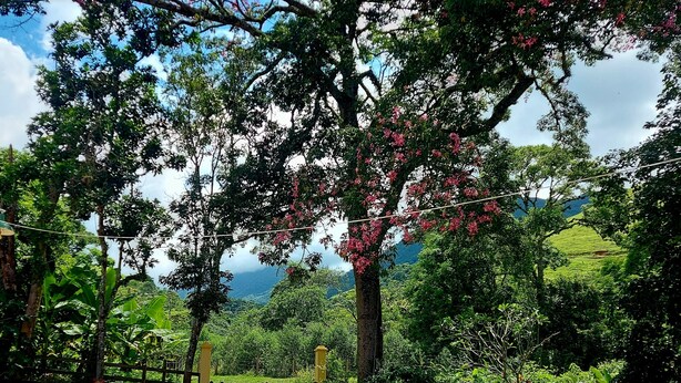 A dirt path leading to a yellow gate, surrounded by lush greenery and flowering trees. - Pousada Sítio Monte Sinai (São José do Barreiro)