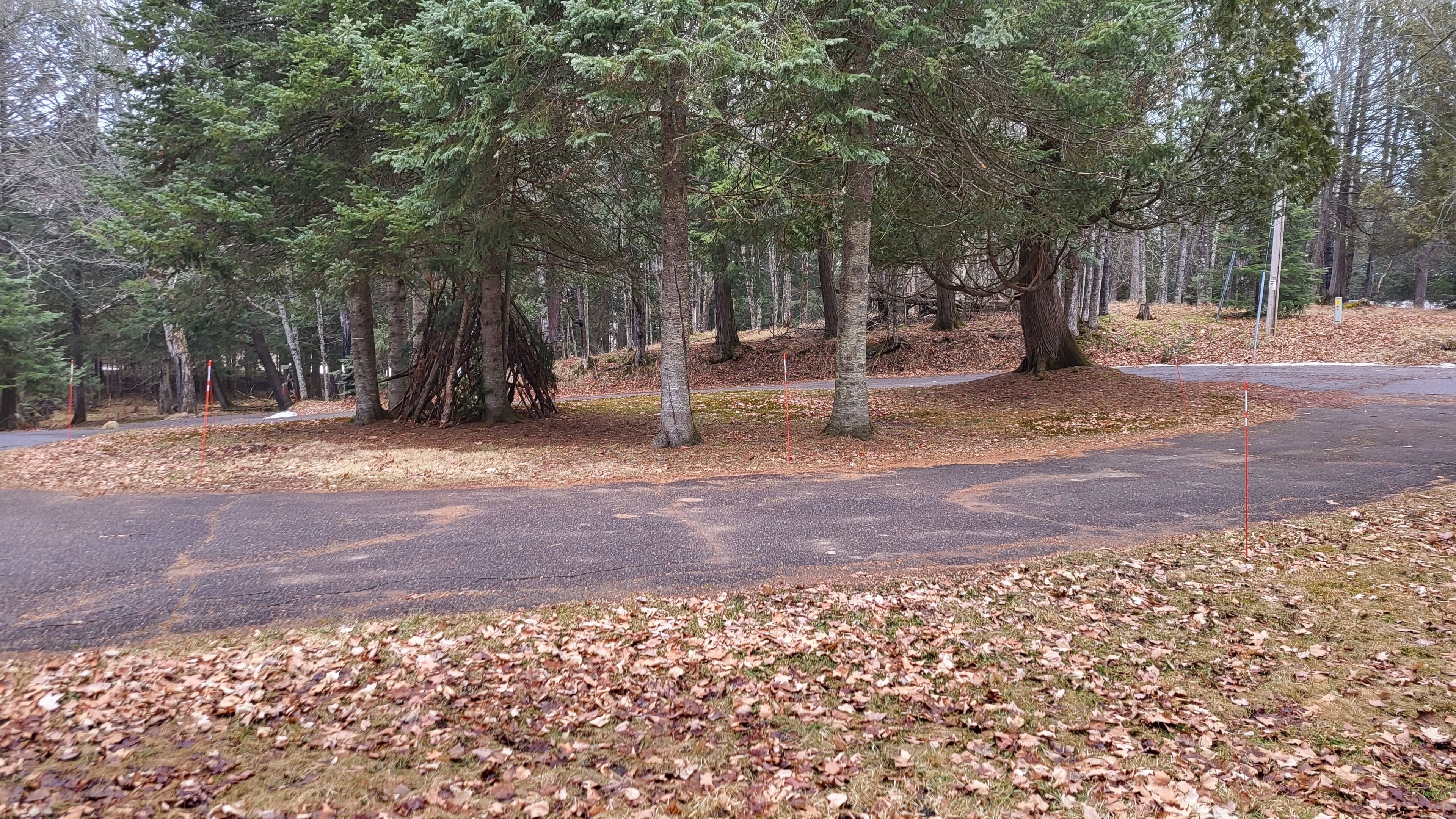 A forested area with a paved path and a grassy area with fallen leaves.