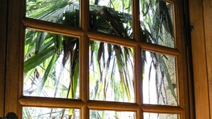 Une fenêtre à cadre en bois, composée de plusieurs vitres, qui offre une vue sur le feuillage verdoyant à l’extérieur.