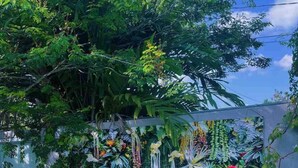 A lush garden with a variety of plants and flowers, a concrete wall, and a clear blue sky. - Private Studio, with to much space at the gardens and many amenities like pool. (Toa Alta)