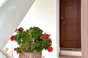 Una planta en maceta con flores rojas junto a una puerta marrón.