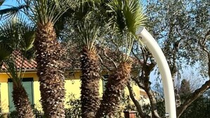 Un edifici de color groc amb persianes verdes, envoltat de palmeres i una porta de fusta.