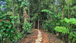 Un sentier forestier avec un chemin bordé de pierres.