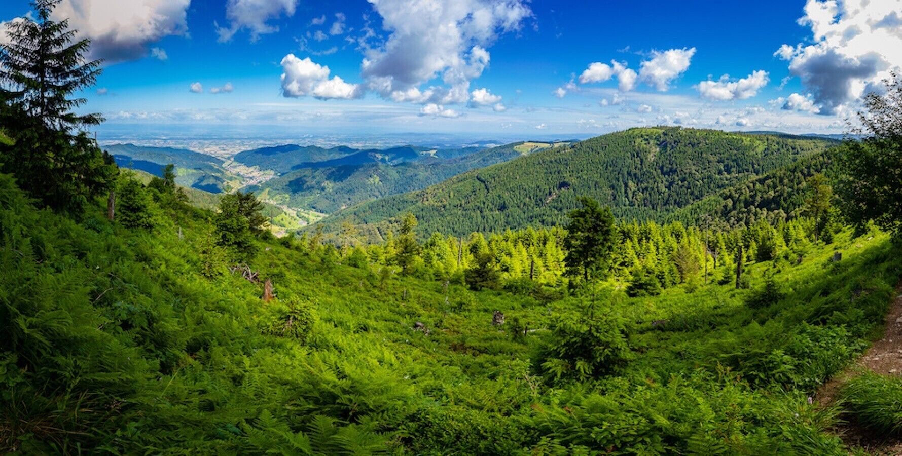 A lush green landscape with a clear sky and distant mountains.