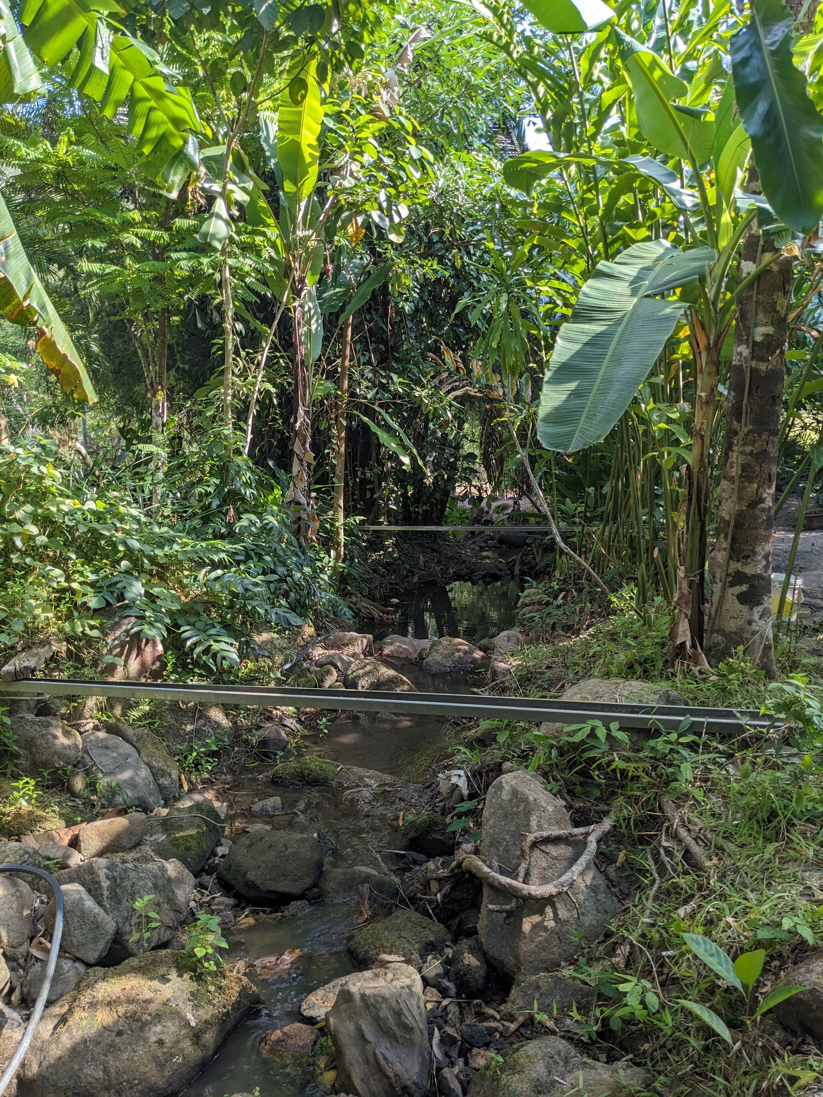 A natural outdoor setting with a stream, rocks, and dense foliage.