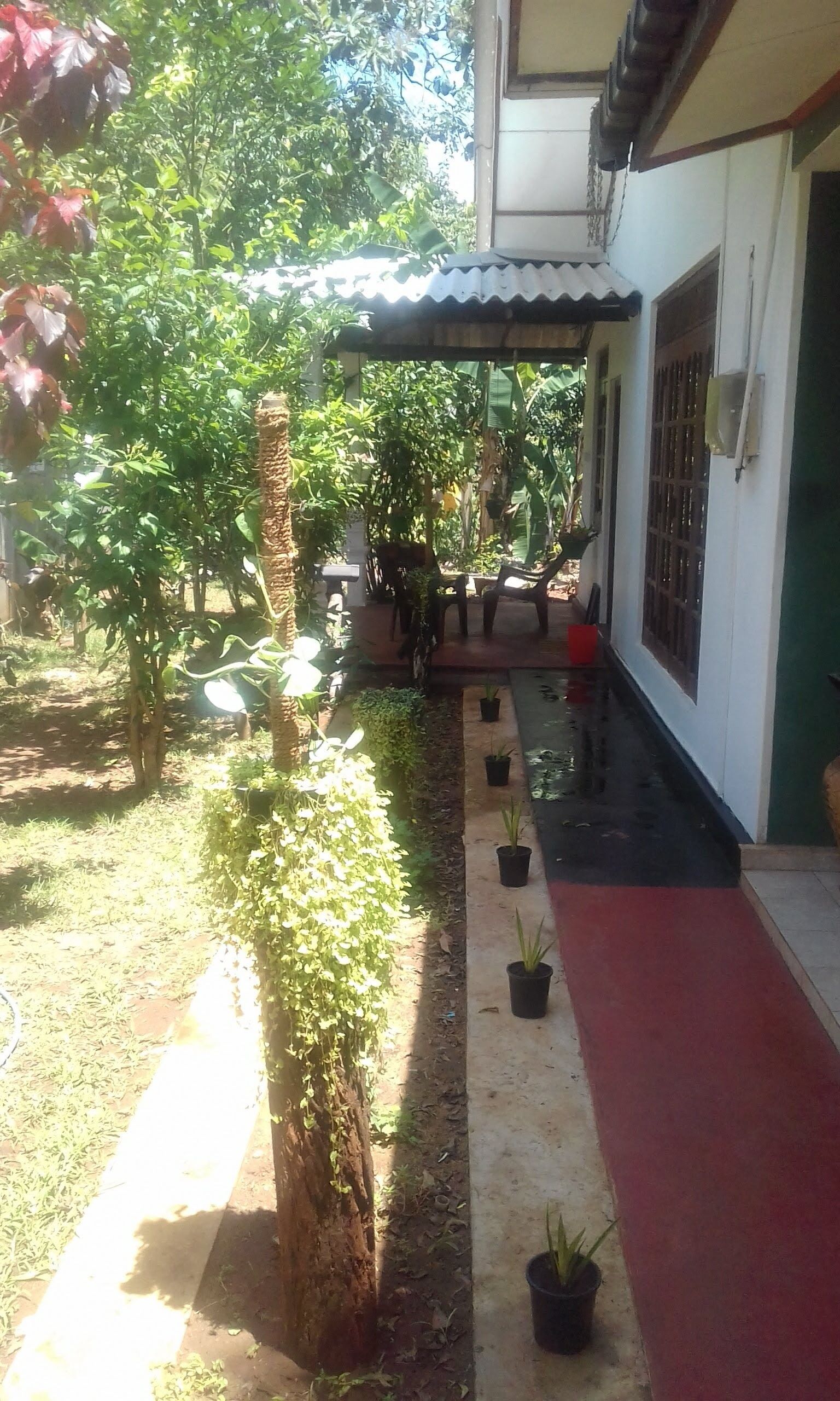 A covered outdoor area with a concrete path, potted plants, and a red carpet leading to a building entrance.
