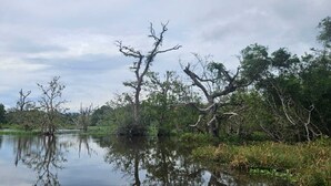 Un cos d'aigua tranquil·la amb arbres reflectits a la superfície, envoltat de vegetació.