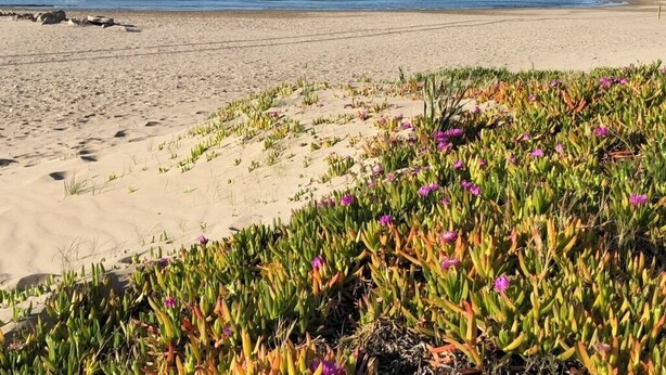 A beach with sand, water, and some vegetation.