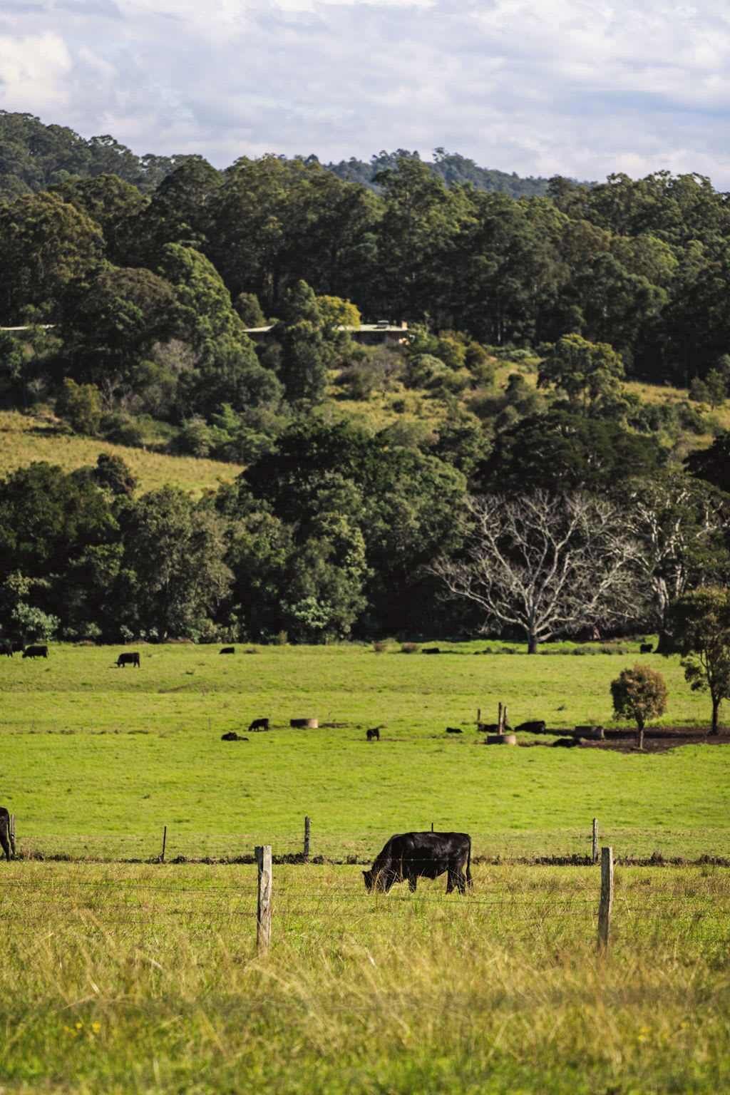 A rural landscape with a fenced pasture, grazing cattle, and a tree in the foreground.