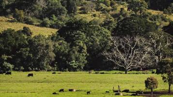 A rural landscape with a fenced pasture, grazing cattle, and a tree in the foreground.