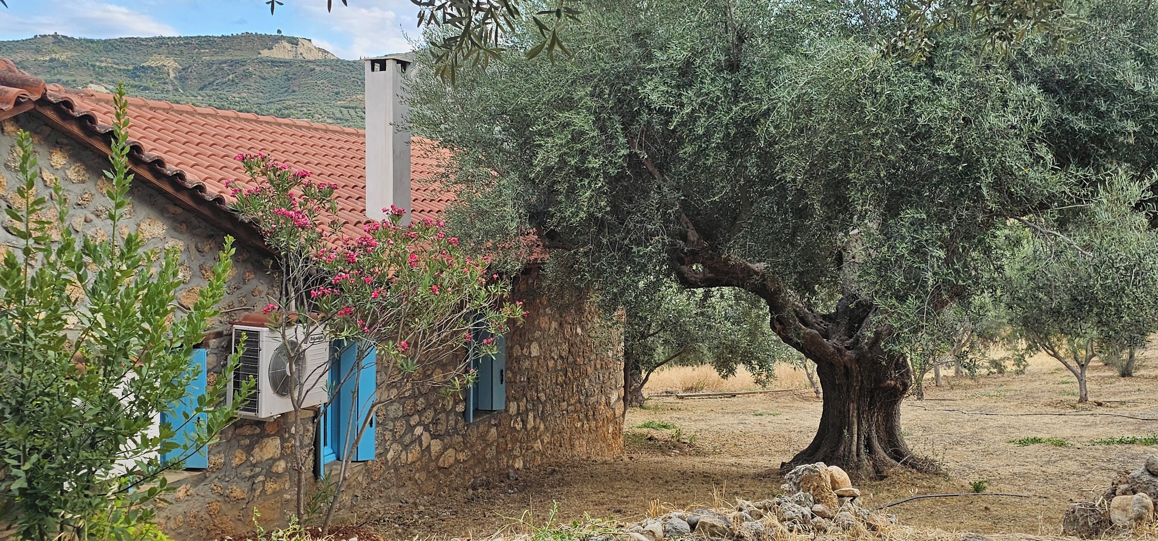 Una casa di pietra rustica con tetto in tegole rosse, un grande ulivo e un camino.