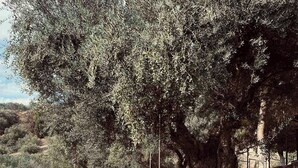Un jardín con un olivo grande, una planta en maceta y un camino de piedra.
