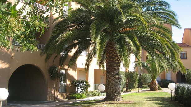 A building with a palm tree in the foreground, a covered entrance, and a well-maintained lawn.