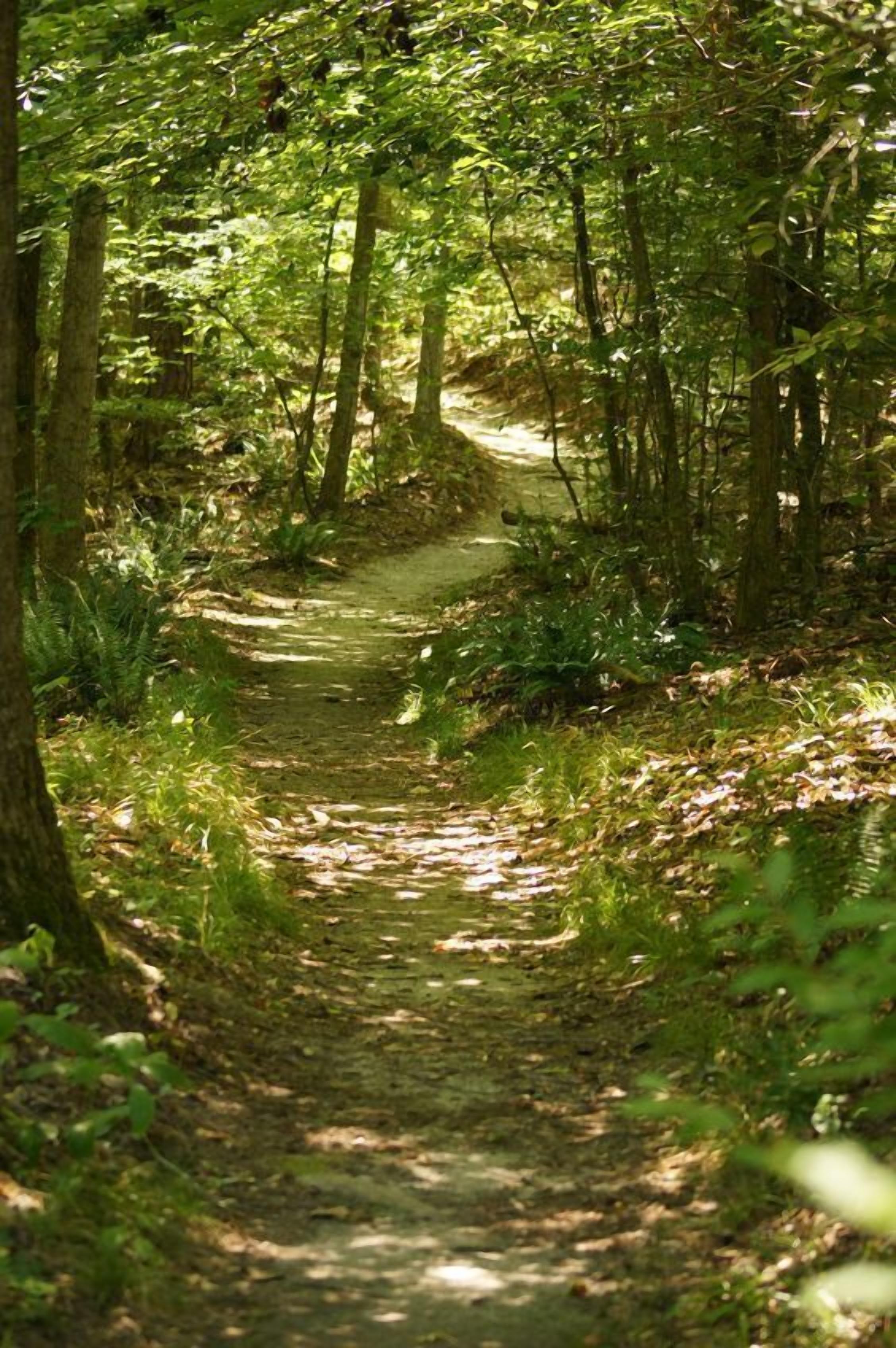 A forest path surrounded by trees and greenery.
