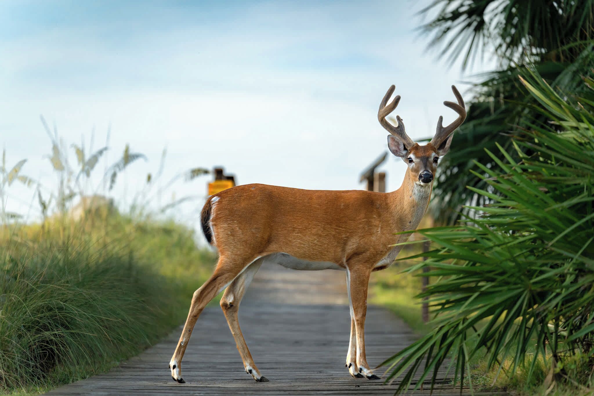 A deer on a wooden boardwalk surrounded by greenery.