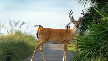 A deer on a wooden boardwalk surrounded by greenery.