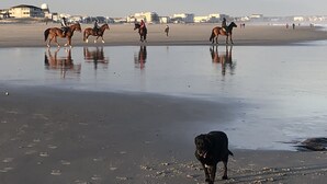 Una playa con caballos y un perro.