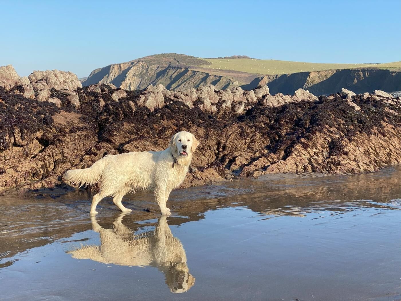 Un perro parado en una playa mojada, con acantilados rocosos al fondo.
