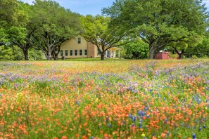 Una casa envoltada d'un camp de flors colorades amb arbres al fons.