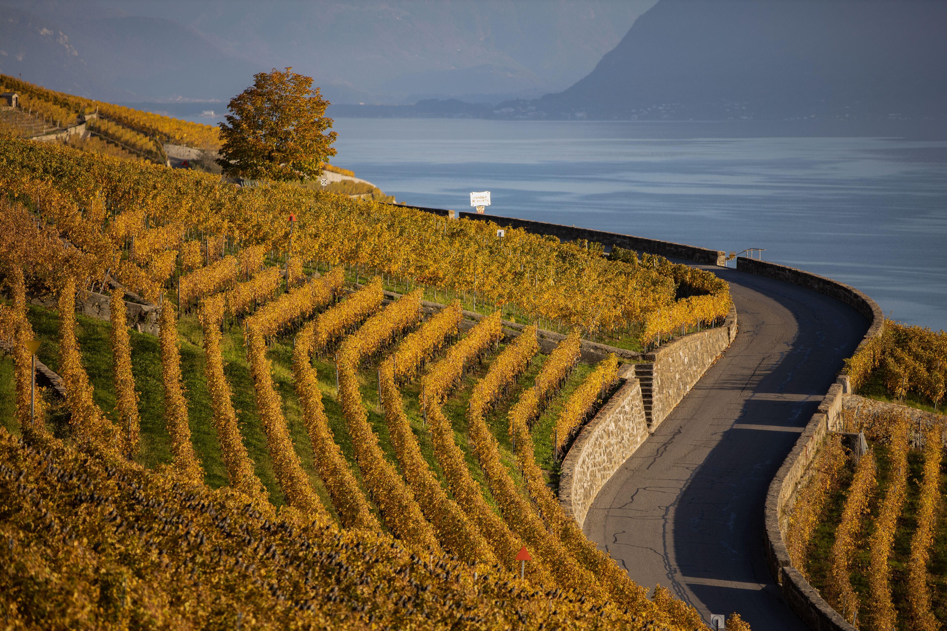 A vineyard with rows of grapevines on a hillside overlooking a body of water.