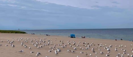 Praia