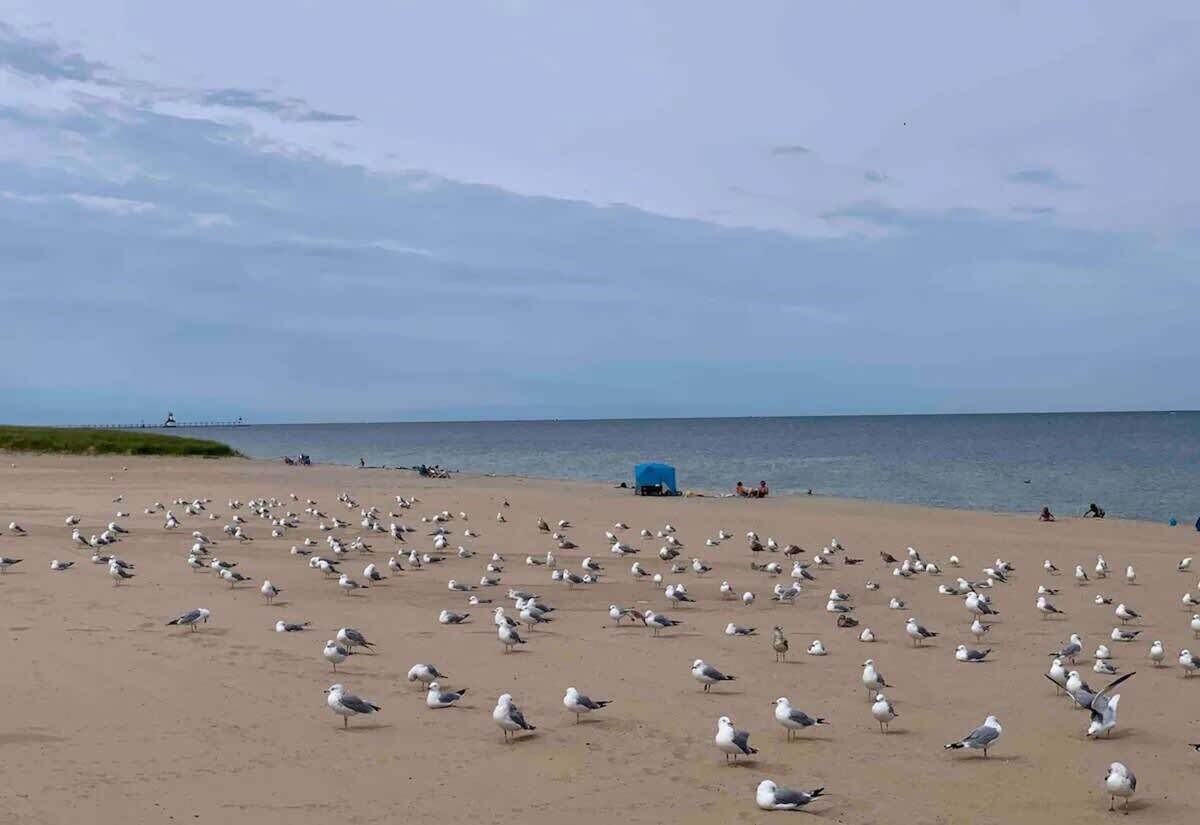 Een strand vol meeuwen, een verafgelegen waterpartij en enkele mensen op de achtergrond.