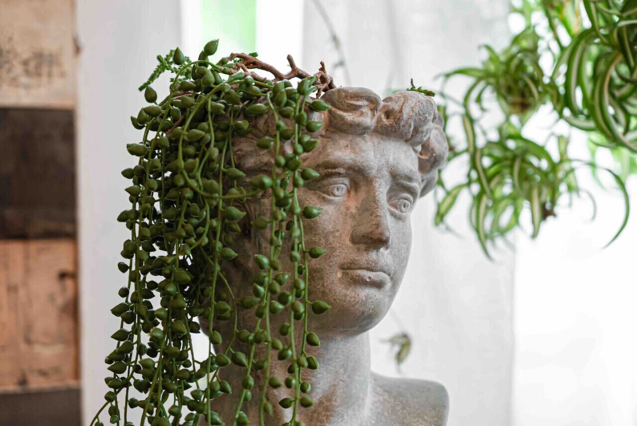 A bust sculpture with a plant growing over it.