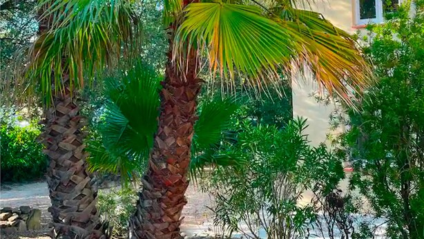 A palm tree and a building with a red-tiled roof. - Domaine du Dauphin (Cuers)