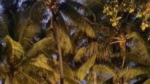 A beach scene with palm trees and a table with chairs under a canopy. - Casa Amendoeiras Charme e Conforto à Beira-mar (Ponta de Serrambi Ipojuca)