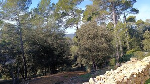 A stone wall and trees in a natural setting. - Rez de Villa au Calme T2 + Terrasse Privative sur la Colline (Vidauban)