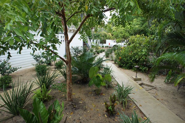 Un jardín con diversas plantas, un sendero de hormigón y un edificio blanco al fondo.