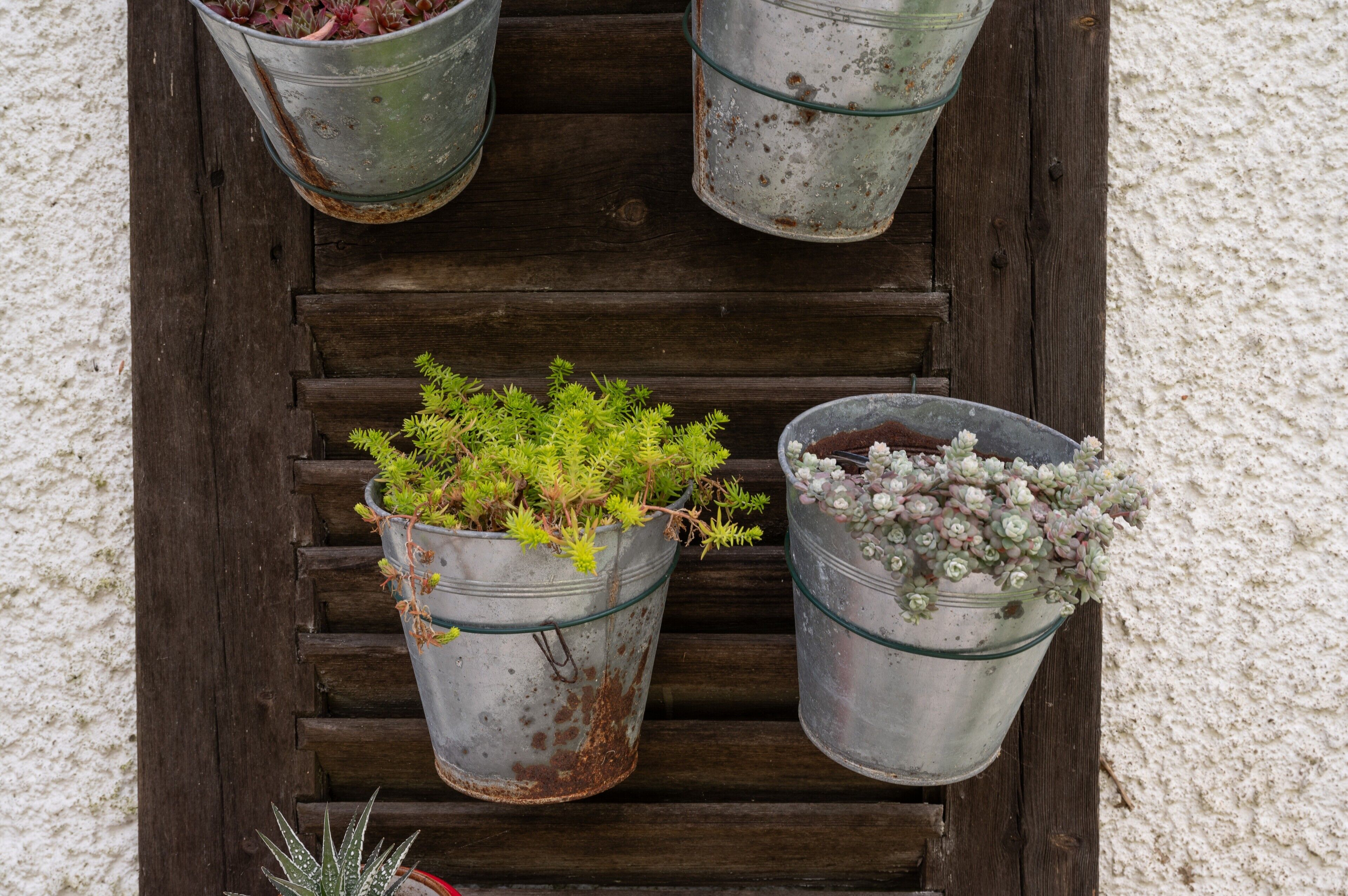 Three metal buckets with plants on a wooden surface.