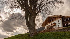 Un grand arbre se dresse devant un immeuble doté de balcons et d’un mur en pierre.