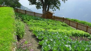 Un jardin avec des rangées de légumes-feuilles, une clôture en bois et une petite construction.