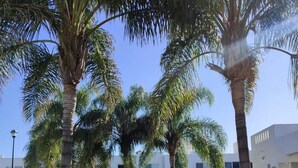 A well-maintained outdoor area with palm trees, a bench, and a building in the background. - CASA LAUREL (Corregidora)