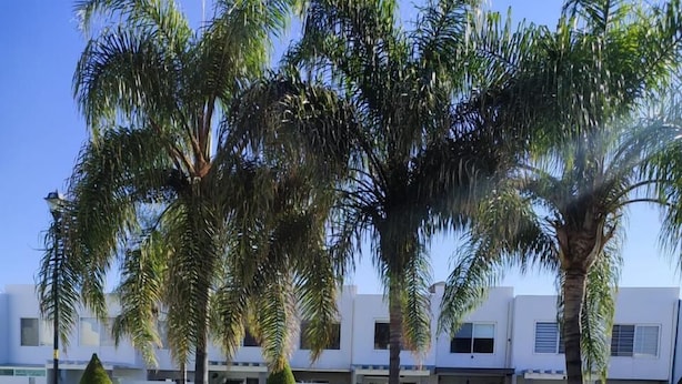 A swimming pool surrounded by palm trees and a well-maintained lawn. - CASA LAUREL (Corregidora)